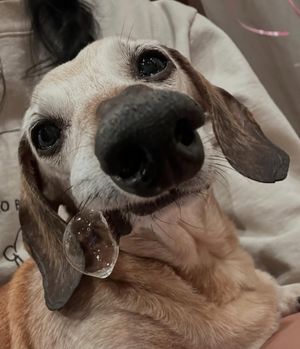 Image post by @weratedogs on Instagram
