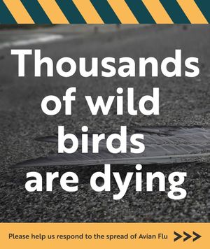 Image post by @rspb on Instagram