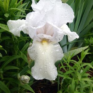 Image post by @ahs_gardening on Instagram