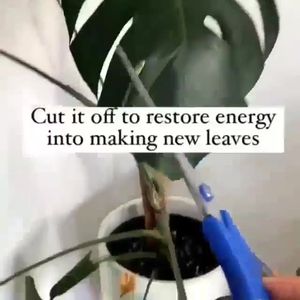 Video post by @sayitwithflowerspk on Facebook