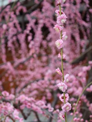 Image post by @myachuntao on Instagram