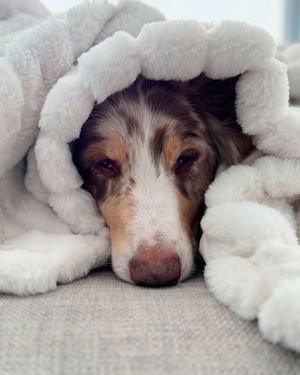 Image post by @evolvepetfood on Instagram