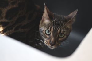 Image post by @evolvepetfood on Instagram