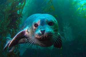 Image post by @AnimalPlanet on Twitter