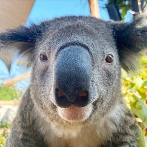 Image post by @sandiegozoo on Instagram