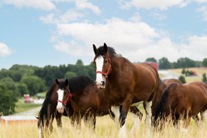 Image post by @warmspringsranch on Instagram