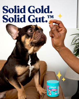 Image post by @solidgoldpets on Instagram