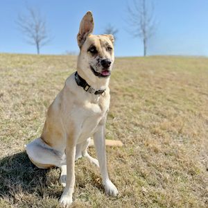 Image post by @triumphpetfood on Instagram