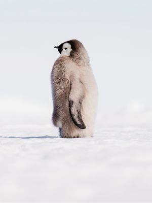 Image post by @white.desert.antarctica on Instagram