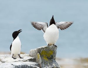 Image post by @animalplanet on Instagram
