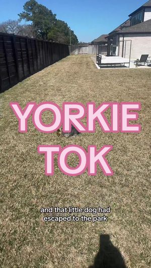 Video post by @maibrantesq on TikTok