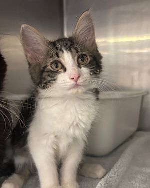 Image post by @spokhumanesoc on Instagram