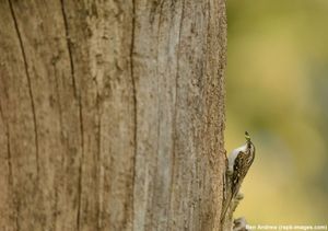 Image post by @rspb on Instagram