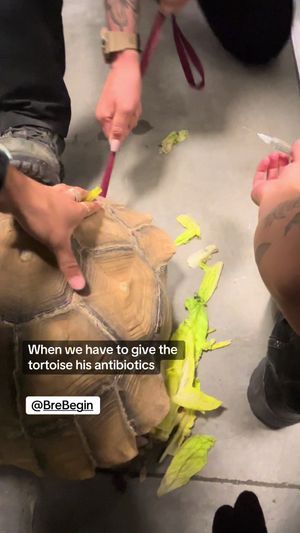 Video post by @acoalcorn on TikTok