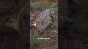 Video post by @60minutes on YouTube