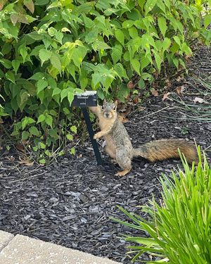 Image post by @squirrels.mizzou on Instagram