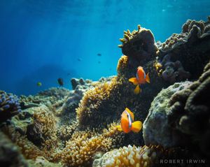 Image post by @robertirwinphotography on Instagram
