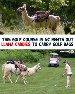 Video post by @golfoncbs on TikTok