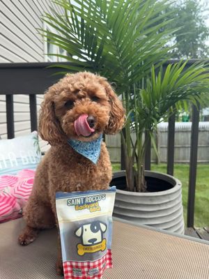 Image post by @saintroccostreats on Instagram