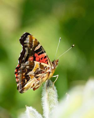 Image post by @fauna.patagonia on Instagram