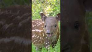 Video post by @bbcearth on YouTube