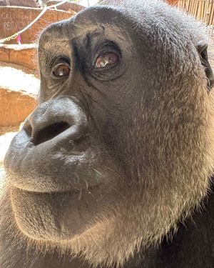 Image post by @thetorontozoo on Instagram