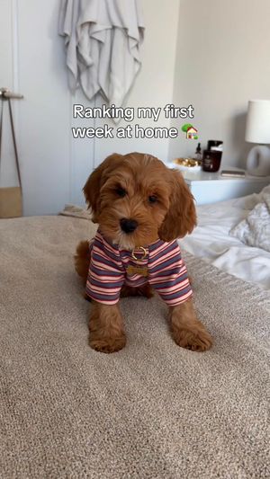 Video post by @dinapalevic on TikTok