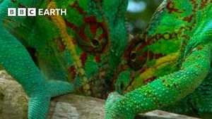 Video post by @bbcearth on YouTube