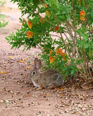 Image post by @unlv_alumni on Instagram