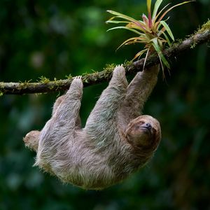 Image post by @animalplanet on Instagram