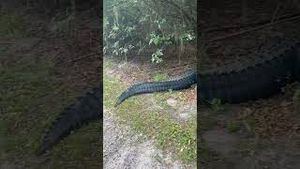 Video post by @barstooloutdoors on YouTube