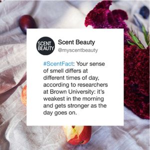 Image post by @scentbeauty on Instagram