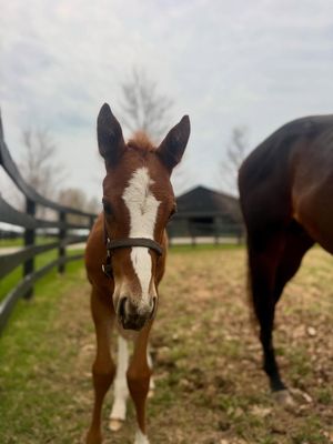 Image post by @godolphin on Instagram