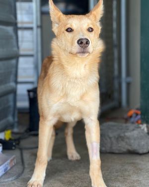 Image post by @whitmanpets on Instagram