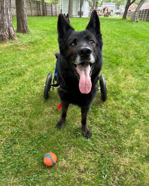Image post by @walkinpets on Instagram