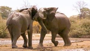 Video post by @bbcearth on YouTube