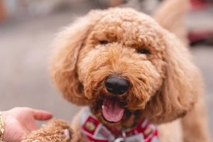 Image post by @ohiostathletics on Instagram