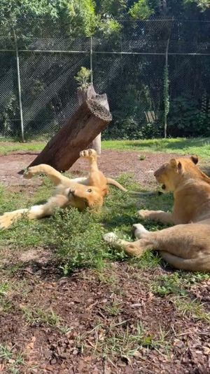 Video post by @GulfBreezeZoo on Facebook