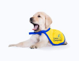 Image post by @canineorg on Instagram