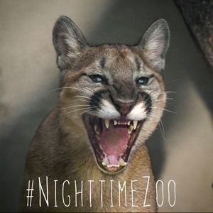 Image post by @sandiegozoo on Instagram