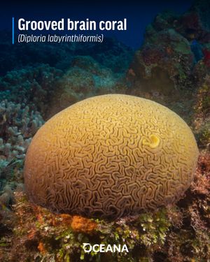 Image post by @oceana on Instagram