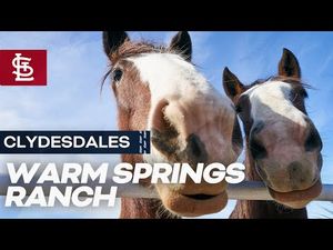 Video post by @Cardinals on YouTube
