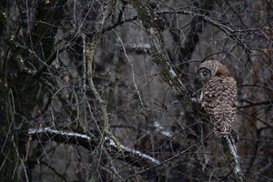 Image post by @hm_birds on Instagram