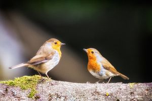 Image post by @rspb on Instagram