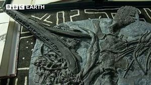 Video post by @bbcearth on YouTube