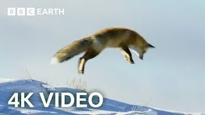 Video post by @bbcearth on YouTube