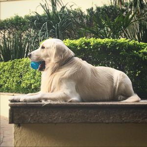 Image post by @mikethewhitegolden on Instagram