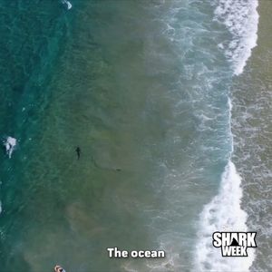 Video post by @SharkWeek on Twitter