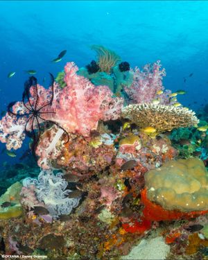 Image post by @oceana on Instagram