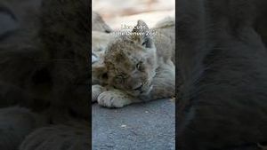 Video post by @denver8tv on YouTube